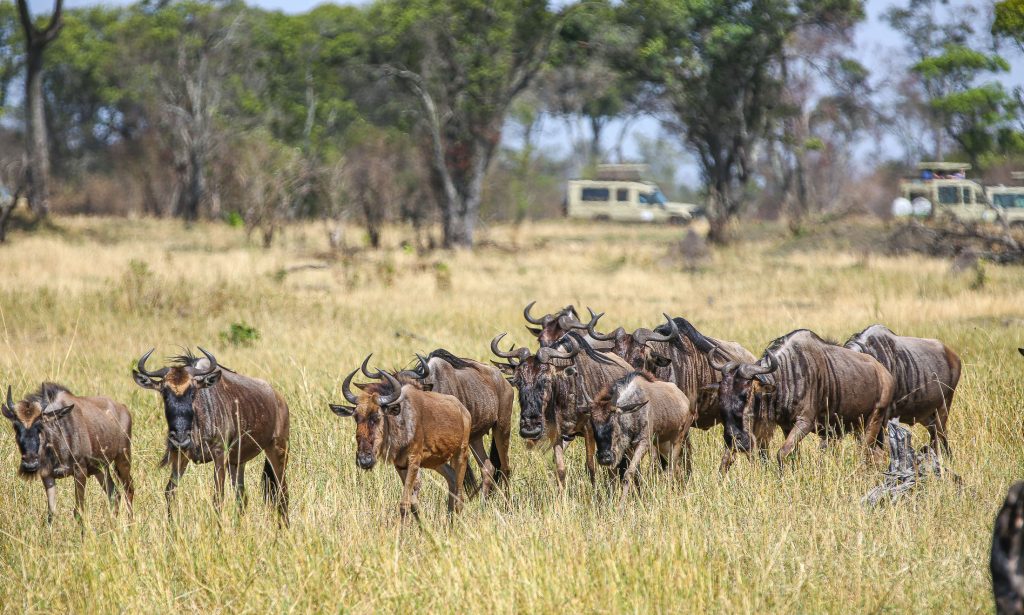 The Great Migration Safari – 7 Days