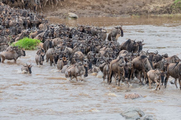 7-Day Safari in Tanzania