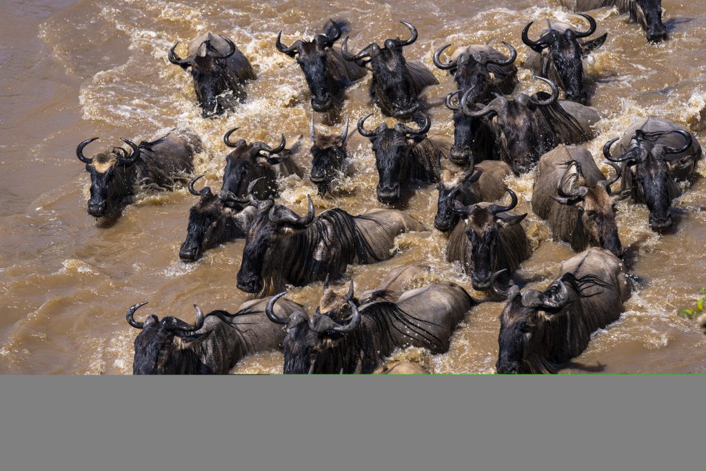 The Great Migration Safari – 08 Days