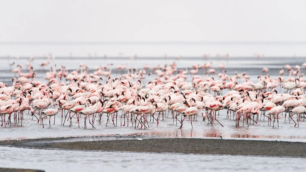 Flamingos at Lake Natron, Tanzania