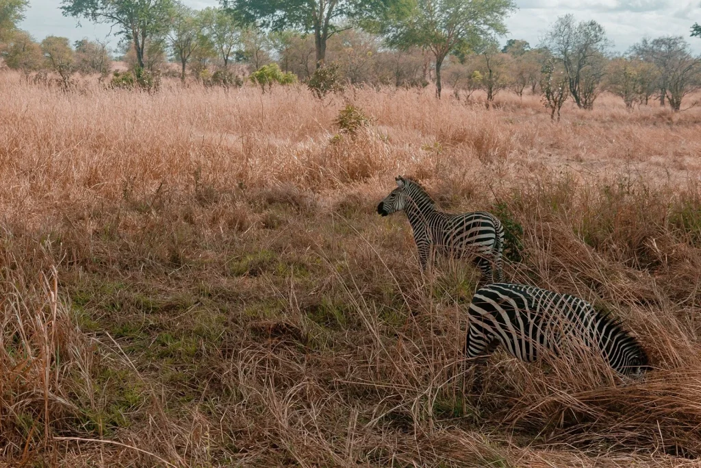 Zebras Habitats in Mikumi National Park Tanzania.jpg