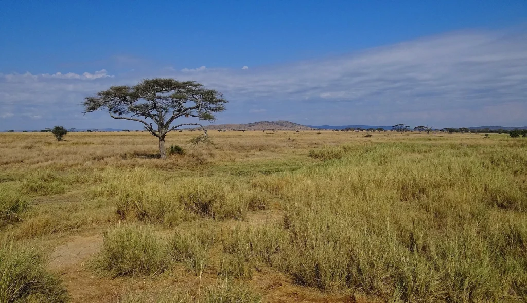 Open grassland in Serengeti National Park