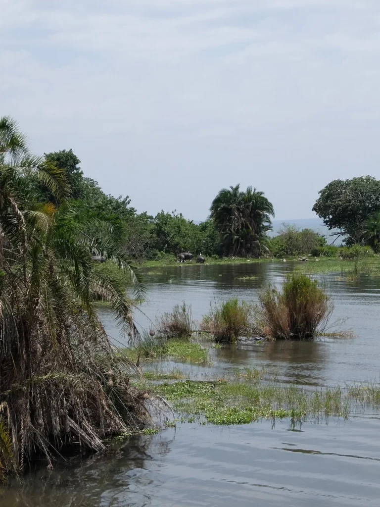 Hippos on Rubondo Island.jpg