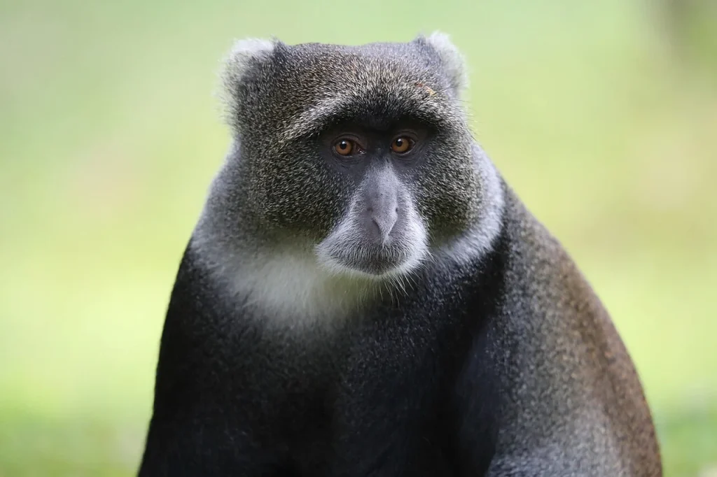 Blue Monkey - Mount Meru - Tanzania (43401331024)