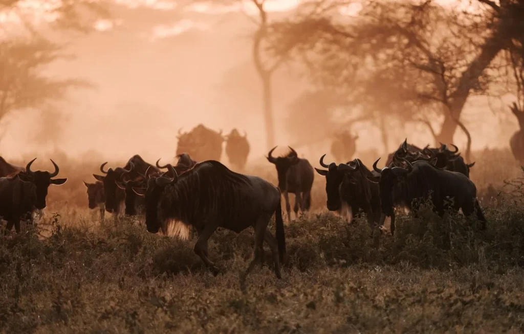 Wildebeest in the Serengeti morning light