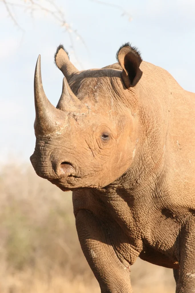 Mkomazi National Park-Rhino.jpg
