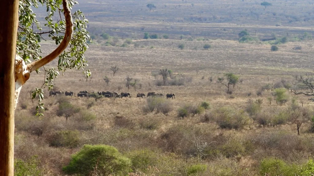 Babu’s Camp — Mkomazi National Park