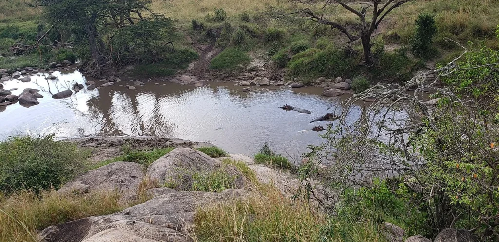 Grumeti River hippo pool - Migration Camp