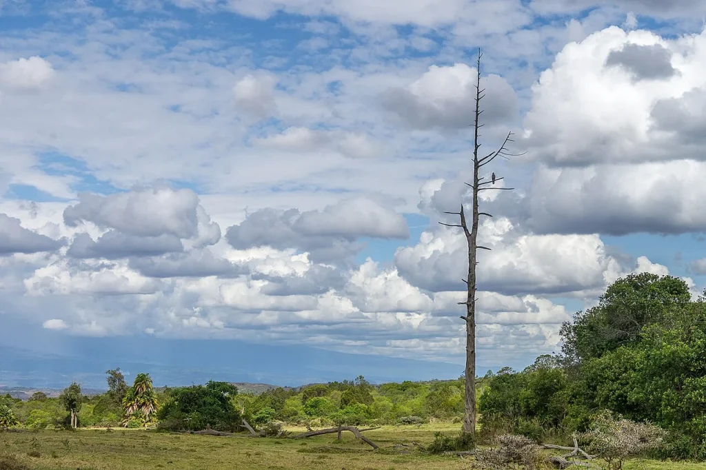 Tanzania - Keeping the overview (11269805553)