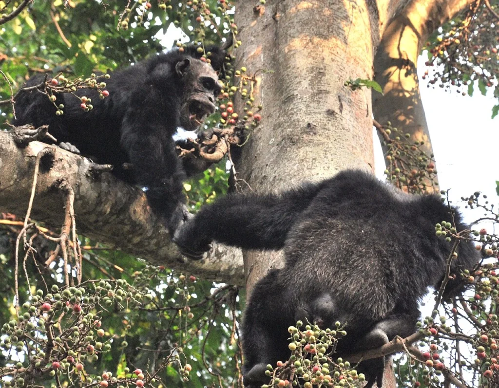 Adult male chimps in mahale