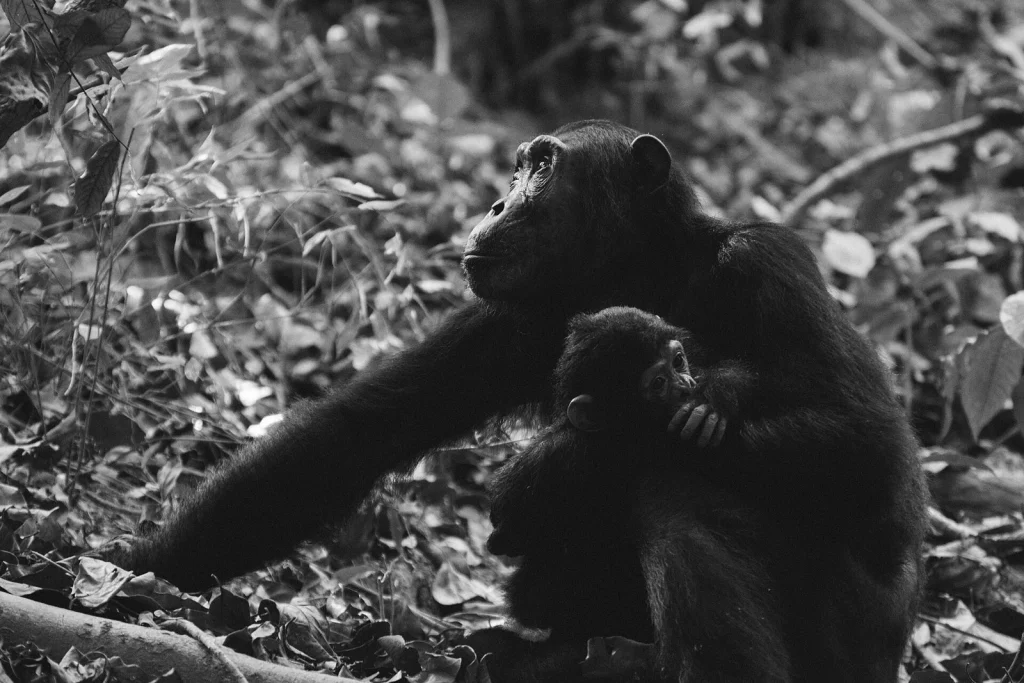 Chimpanzee mother and child (Unsplash).jpg