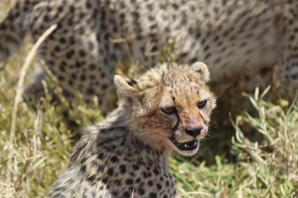 A cheetah cub resting in grass with an adult behind