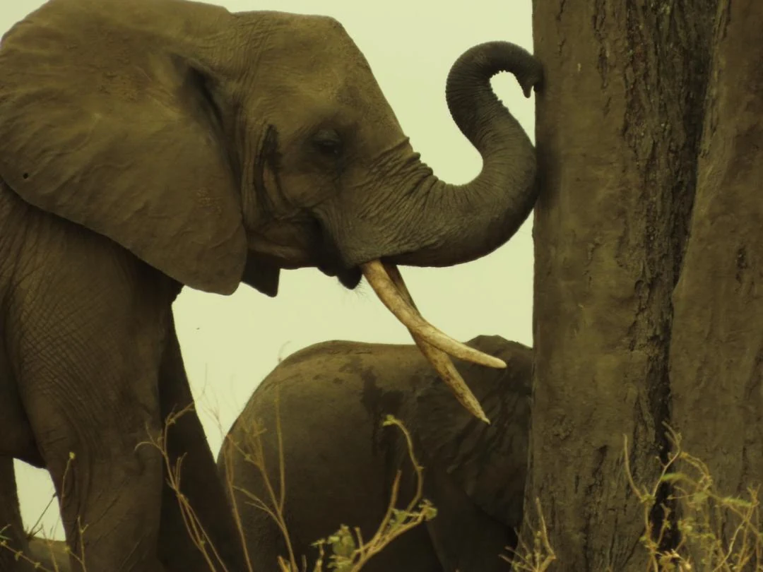 An adult elephant and calf beside a tree