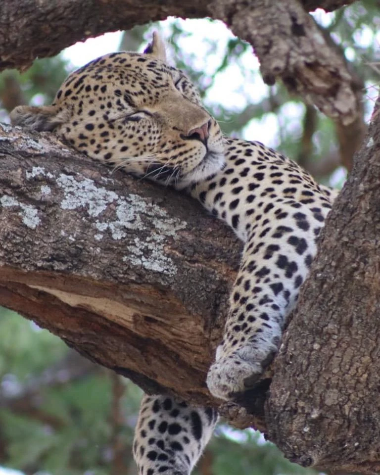 A leopard resting across tree branches