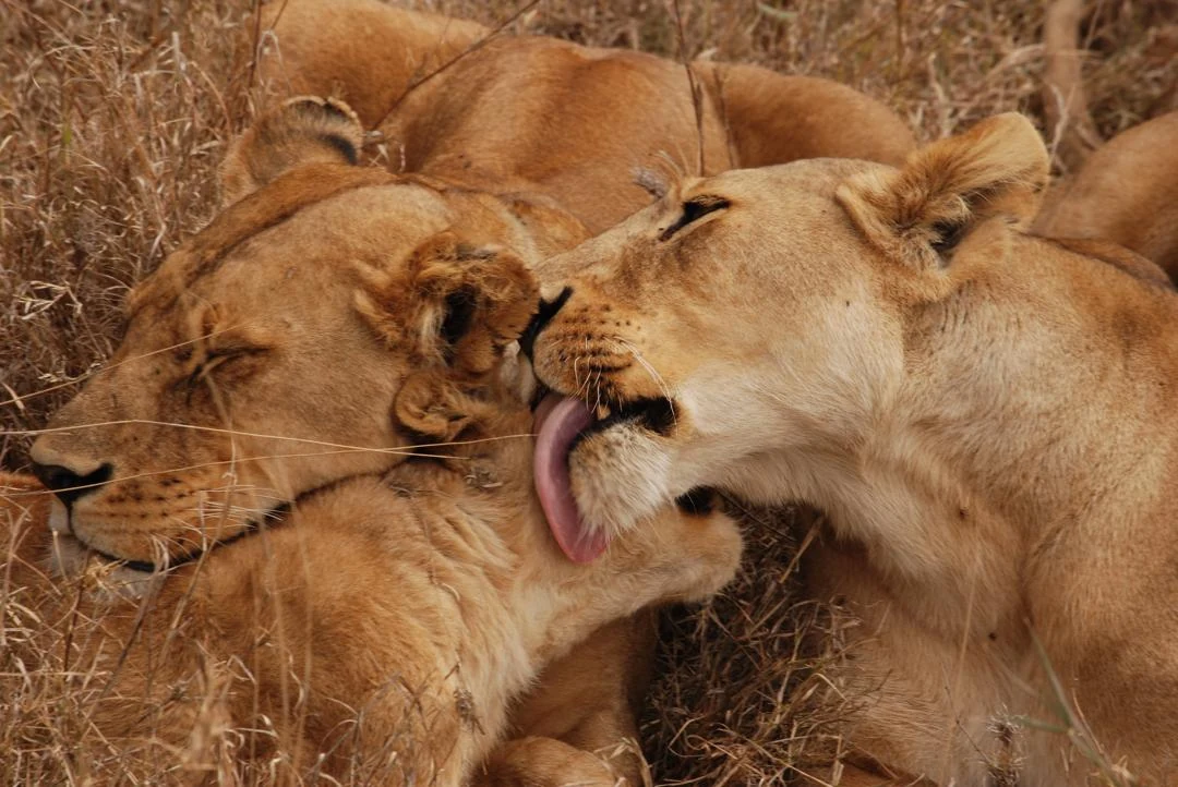 Two lionesses resting and grooming in the grass