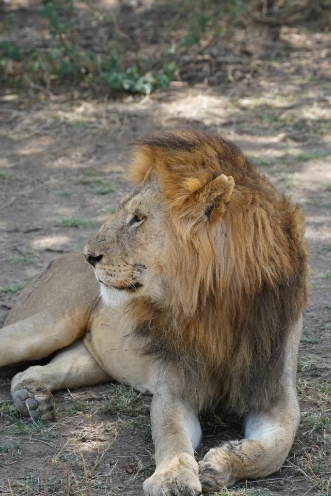 Portrait of a male lion resting in the shade