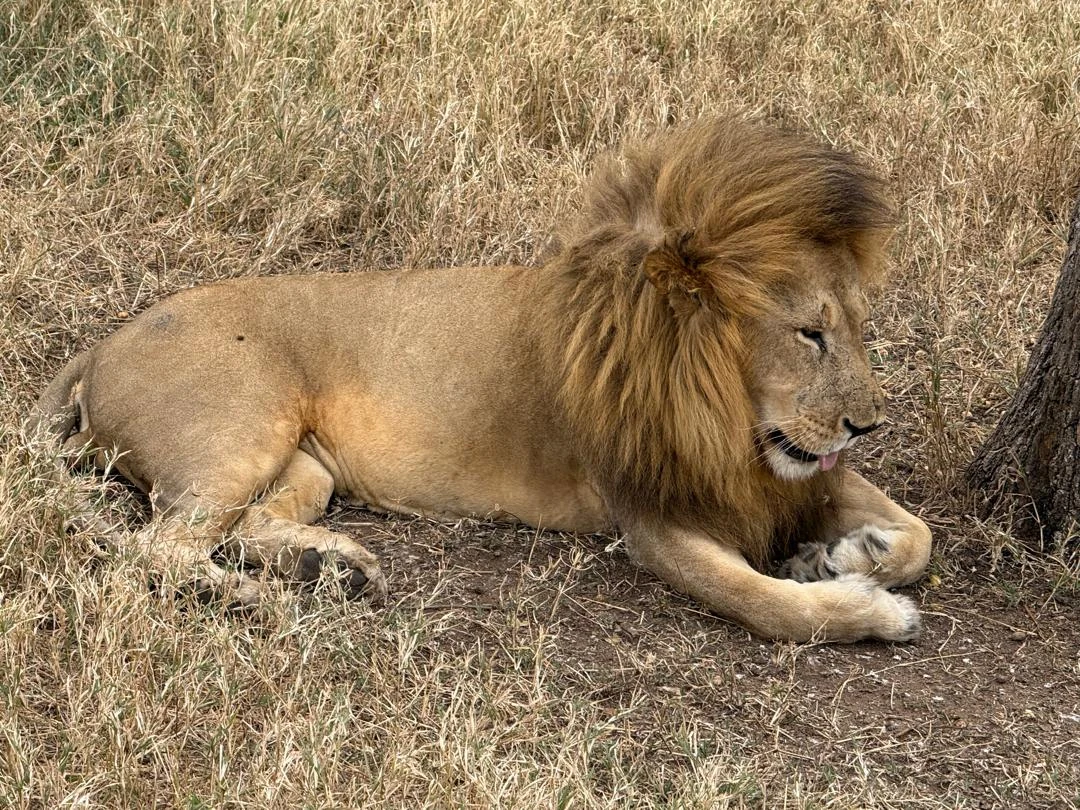 A male lion resting beside a tree in dry grass