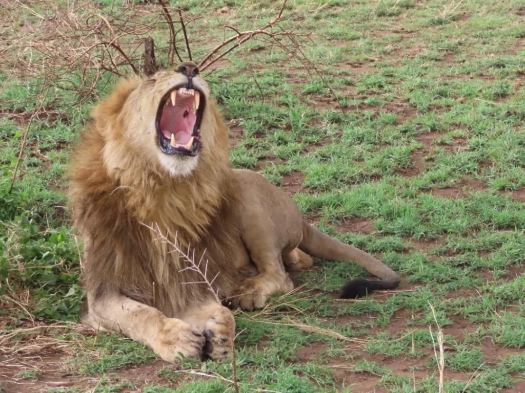 A male lion yawning while resting in grass