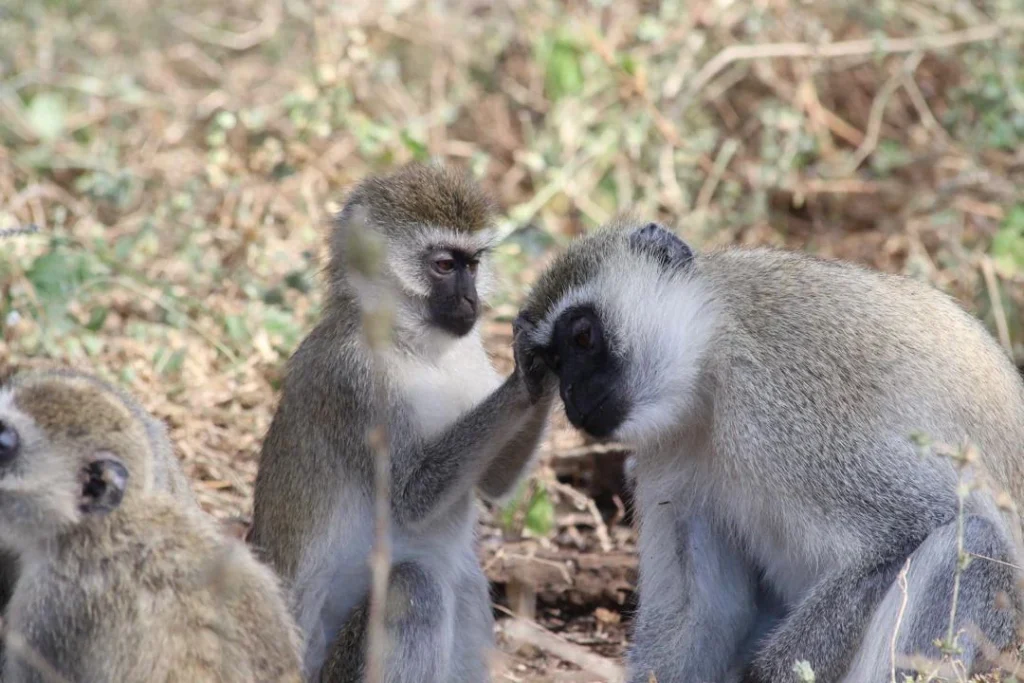 Vervet monkeys grooming together